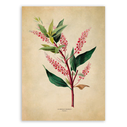 Poke Salad Plant Botanical Illustration Print, FDA113