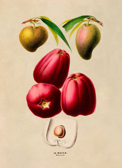 Malay Apple and Tropical Fruit Plant Botanical Illustration Print, FDA114