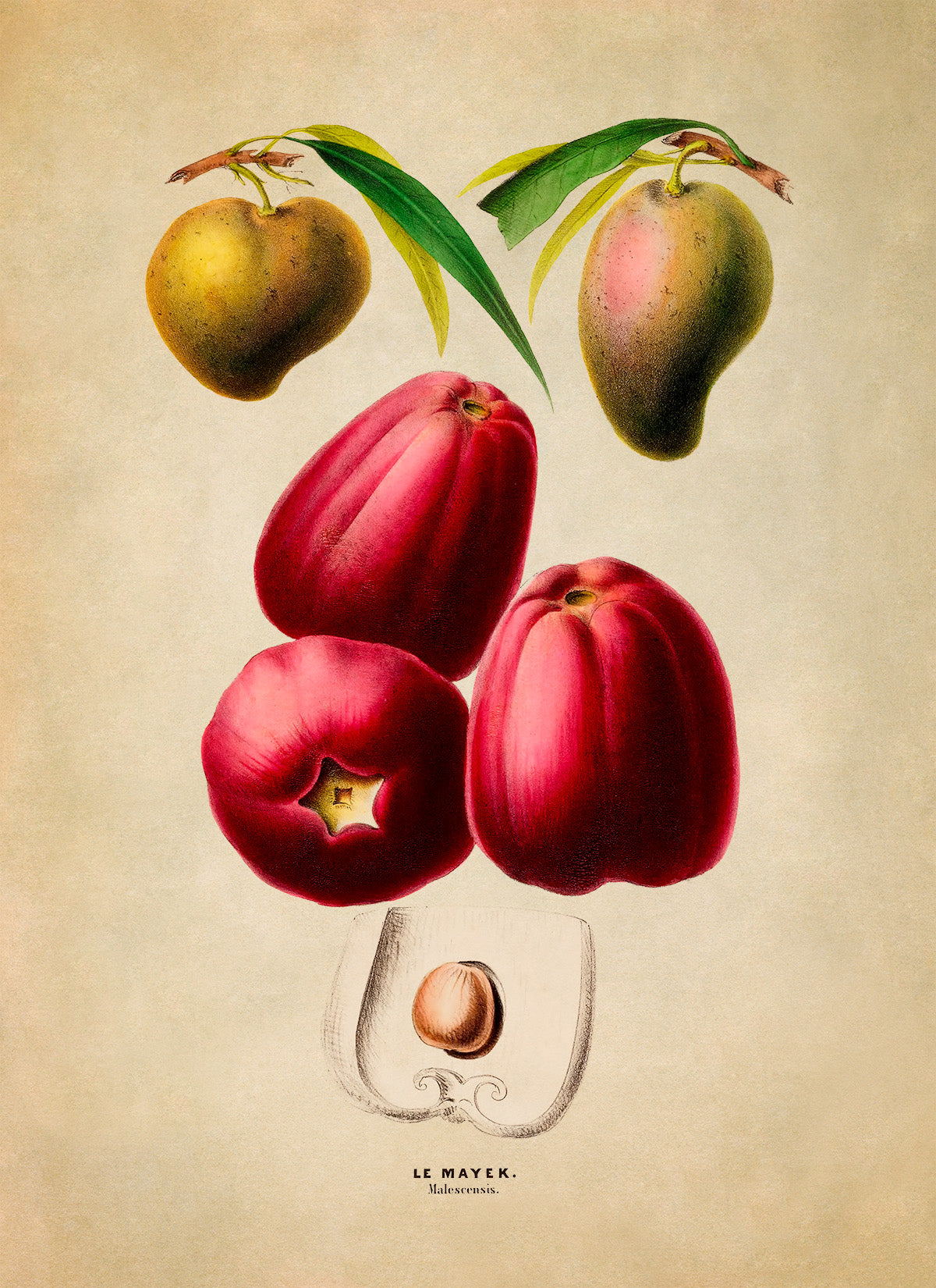 Malay Apple and Tropical Fruit Plant Botanical Illustration Print, FDA114