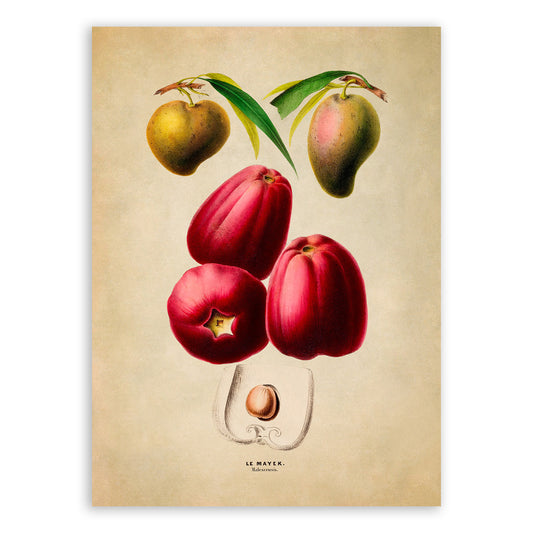 Malay Apple and Tropical Fruit Plant Botanical Illustration Print, FDA114