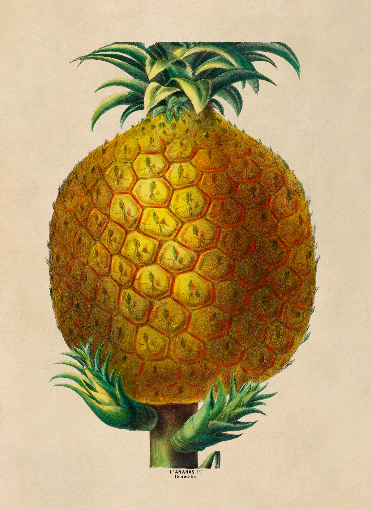 Pineapple Fruit Plant Botanical Illustration Print, FDA115