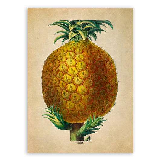 Pineapple Fruit Plant Botanical Illustration Print, FDA115