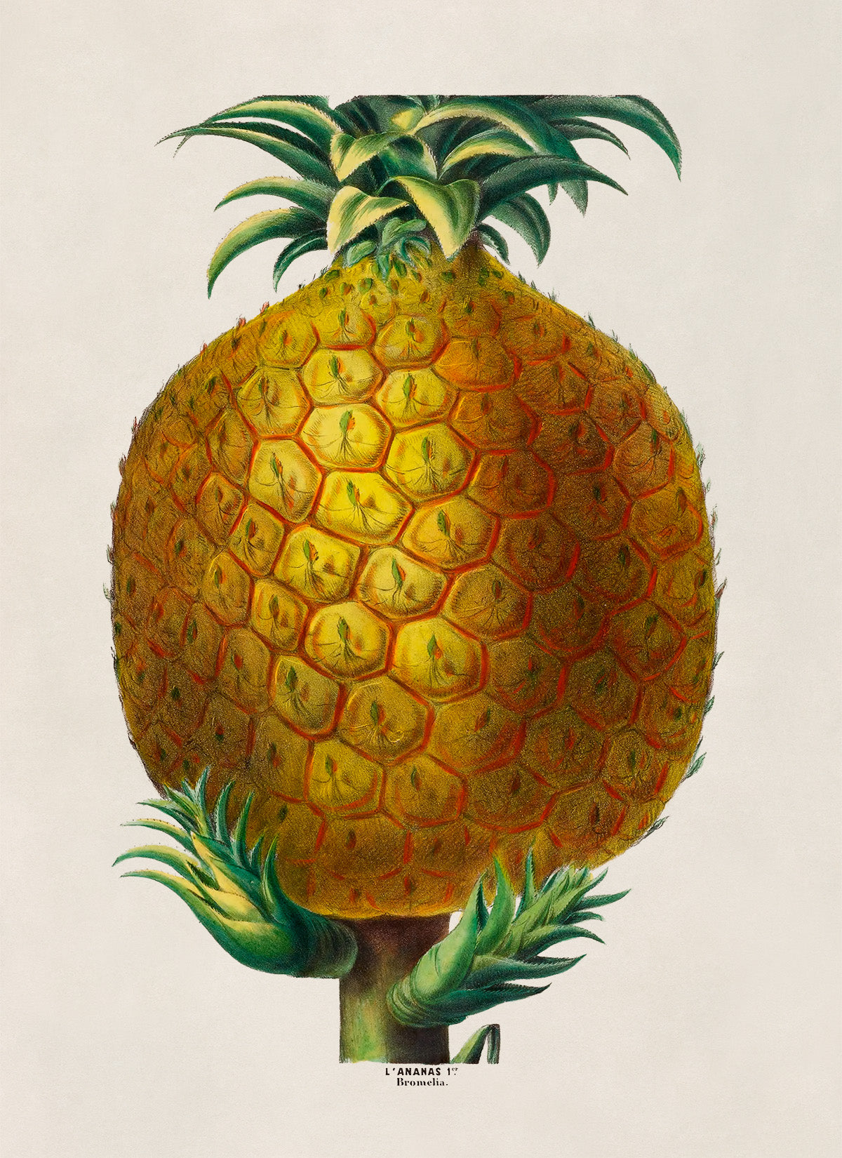 Pineapple Fruit Plant Botanical Illustration Print, FDA115