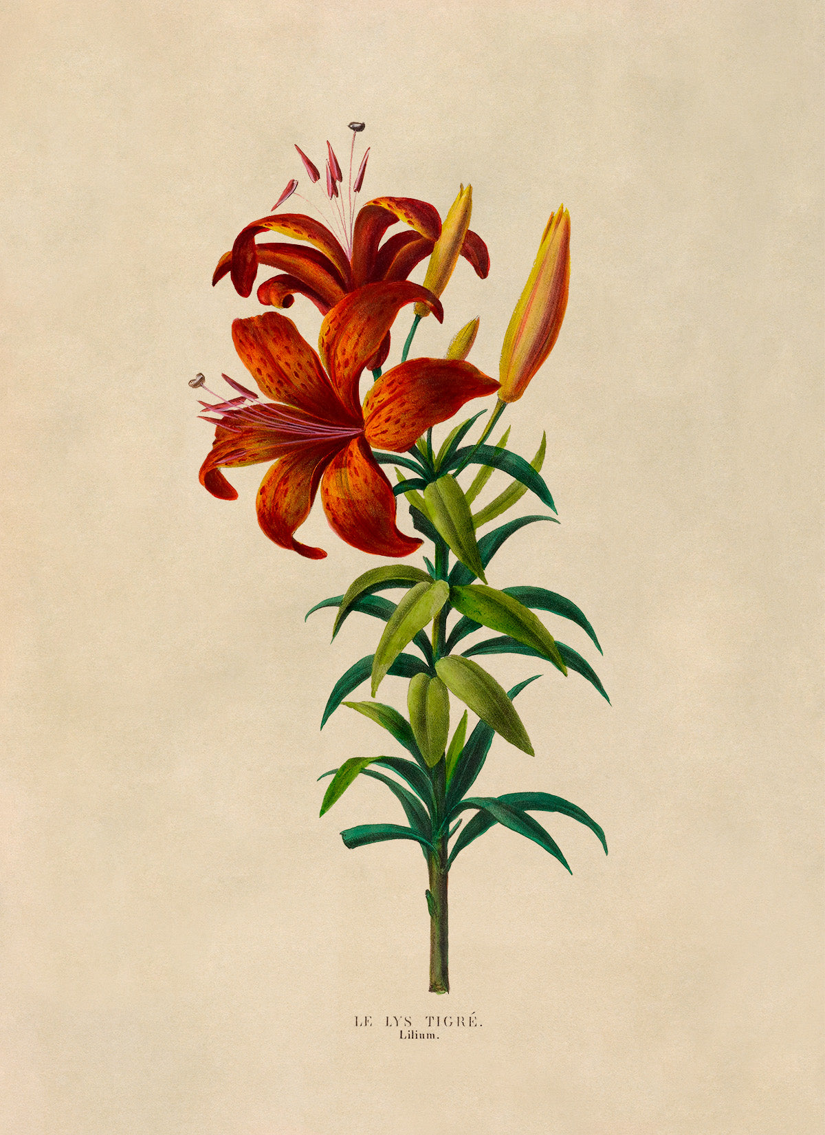 Tiger Lily Flower Plant Botanical Illustration Print, FDA116