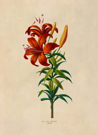 Tiger Lily Flower Plant Botanical Illustration Print, FDA116