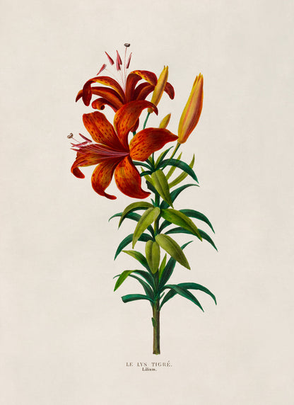 Tiger Lily Flower Plant Botanical Illustration Print, FDA116