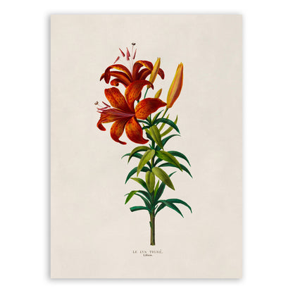 Tiger Lily Flower Plant Botanical Illustration Print, FDA116