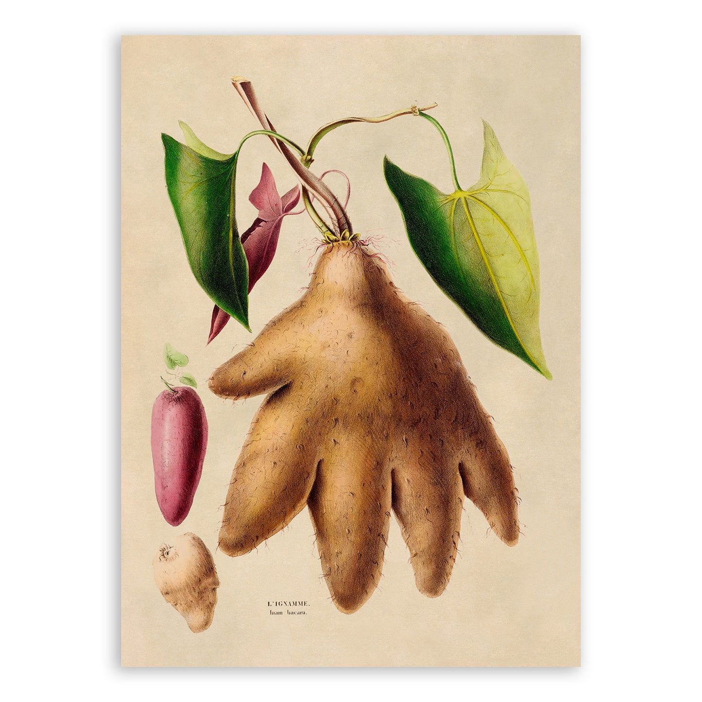 Yam Vegetable Plant Plant Botanical Illustration Print, FDA117