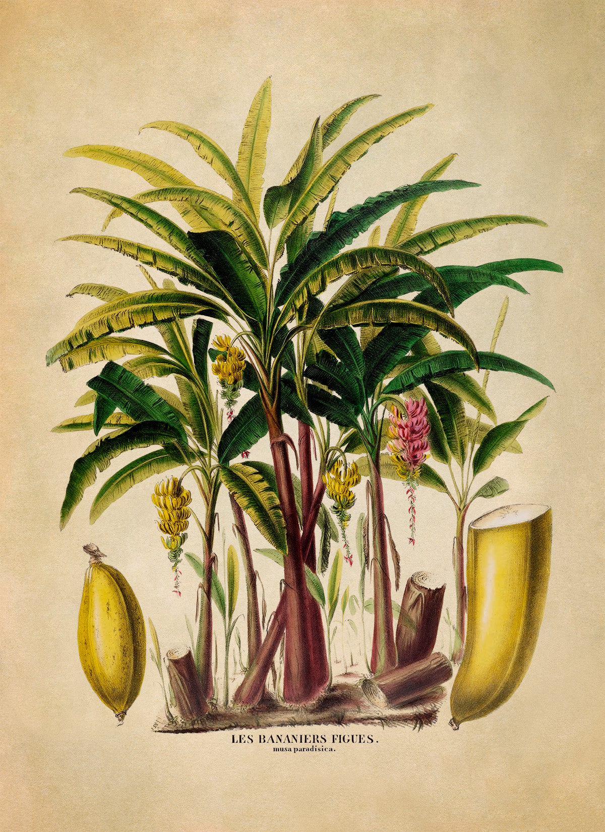 Plantain Banana Tree Botanical Illustration Print, FDA118