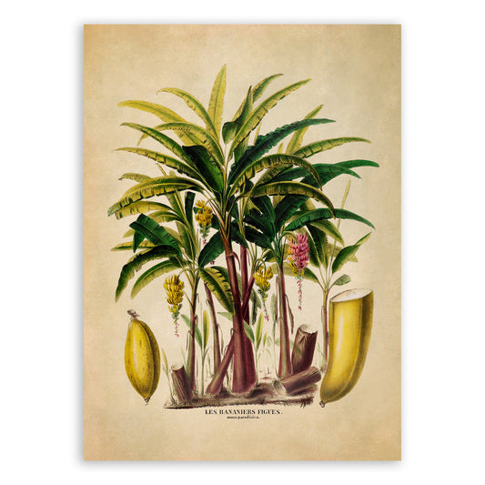 Plantain Banana Tree Botanical Illustration Print, FDA118