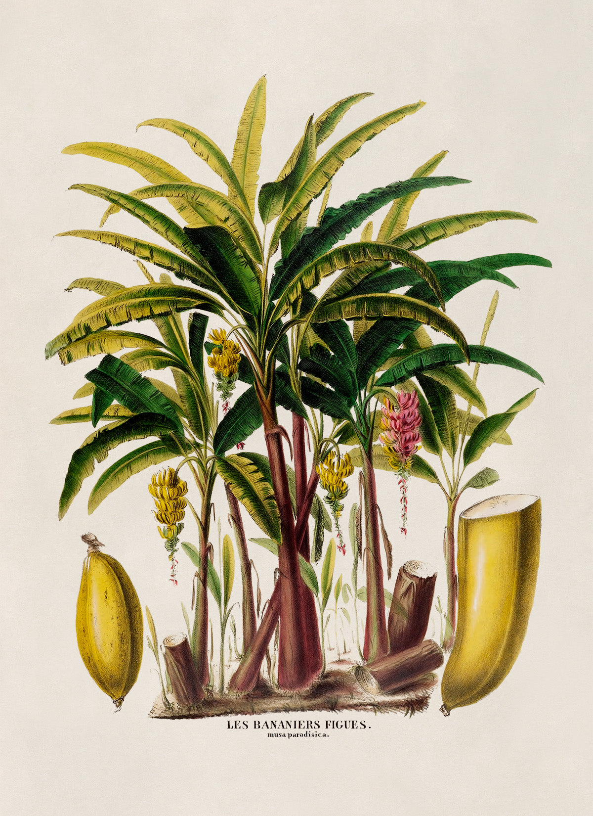 Plantain Banana Tree Botanical Illustration Print, FDA118