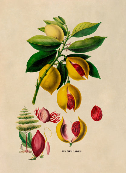 Nutmeg Plant Botanical Illustration Print, FDA119