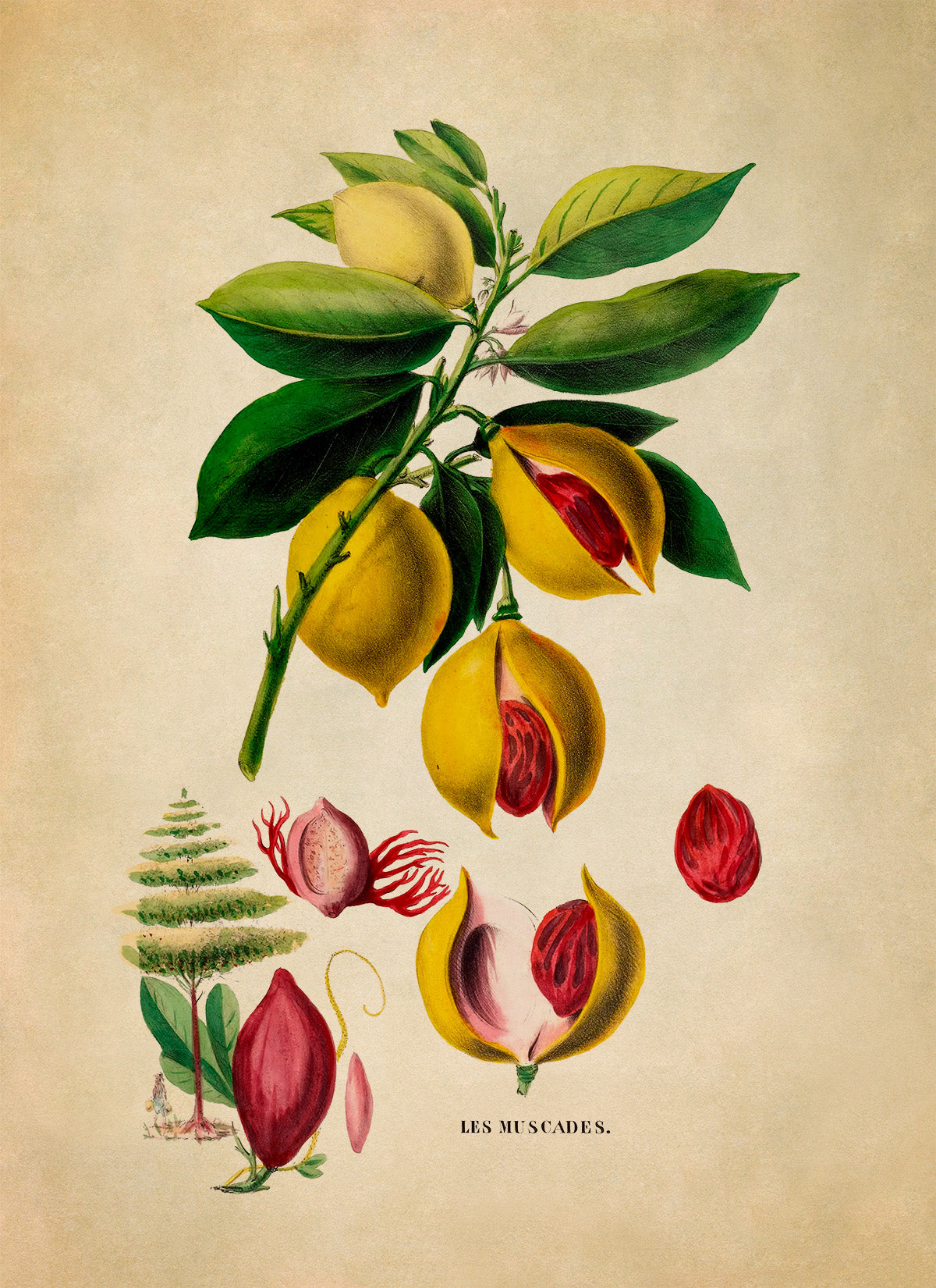 Nutmeg Plant Botanical Illustration Print, FDA119