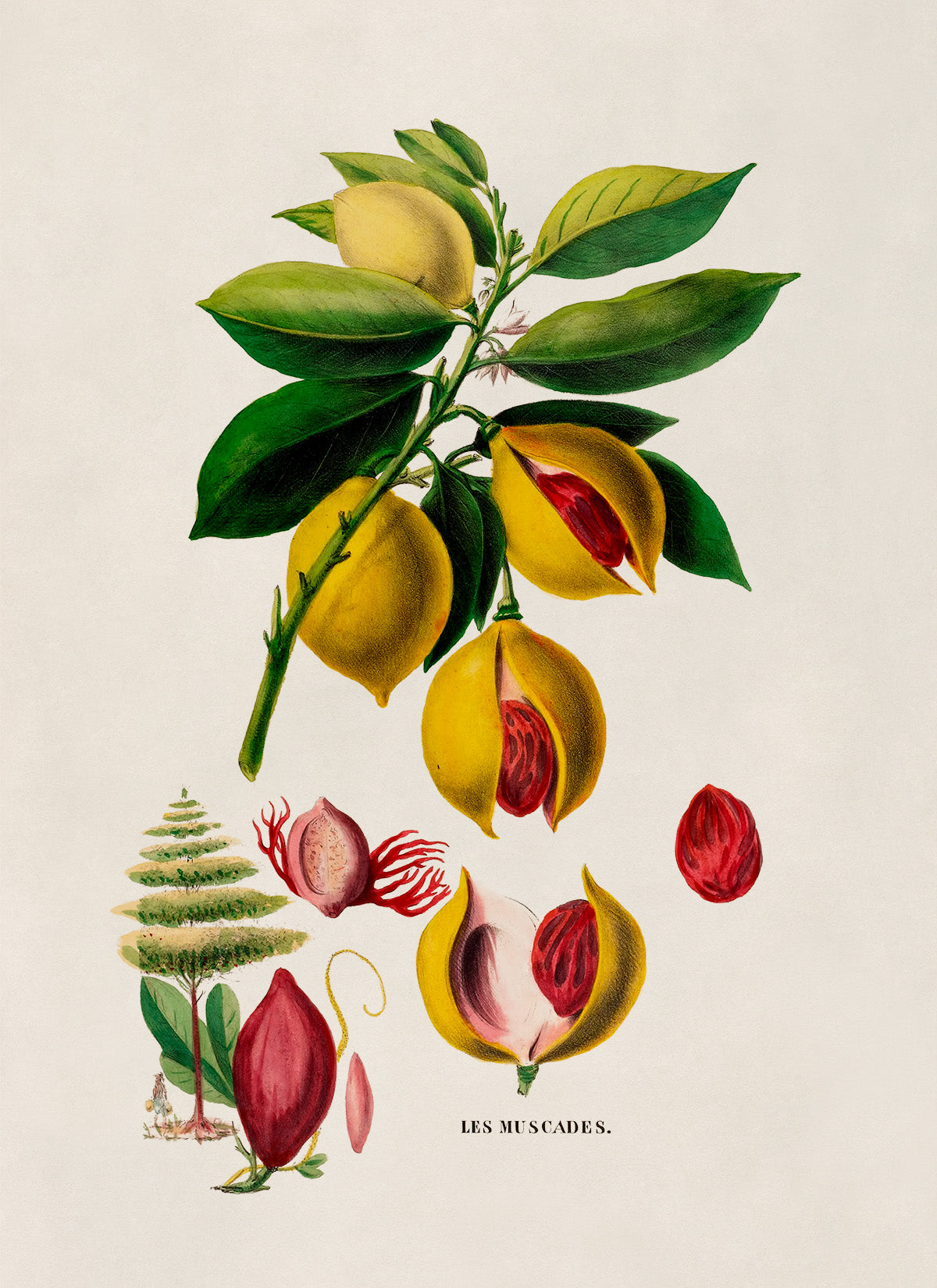 Nutmeg Plant Botanical Illustration Print, FDA119