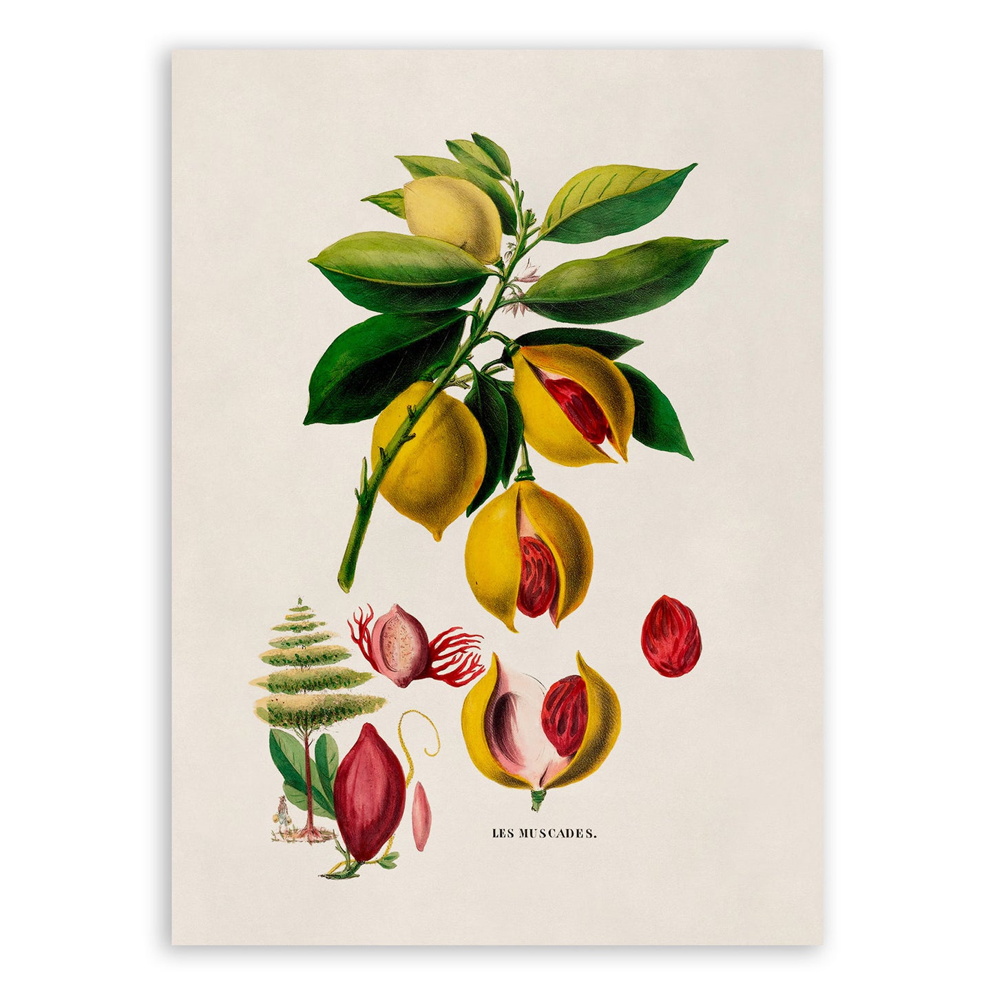 Nutmeg Plant Botanical Illustration Print, FDA119