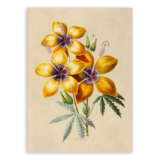 Yellow Hibiscus Flower Plant Botanical Illustration Print, FDA11