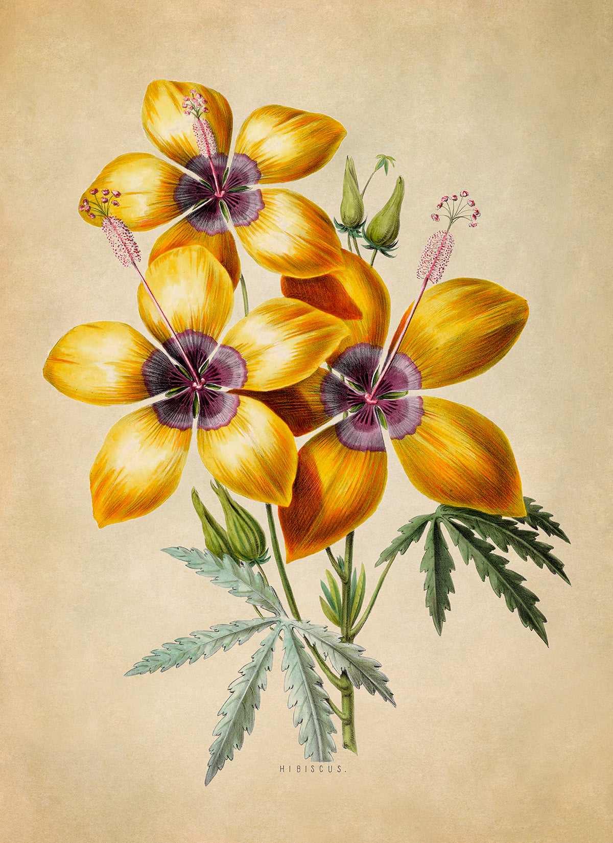 Yellow Hibiscus Flower Plant Botanical Illustration Print, FDA11