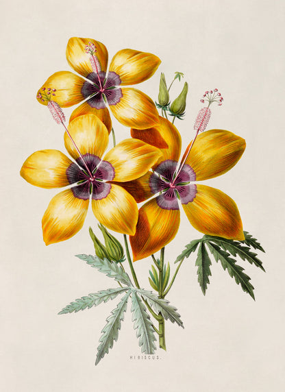 Yellow Hibiscus Flower Plant Botanical Illustration Print, FDA11