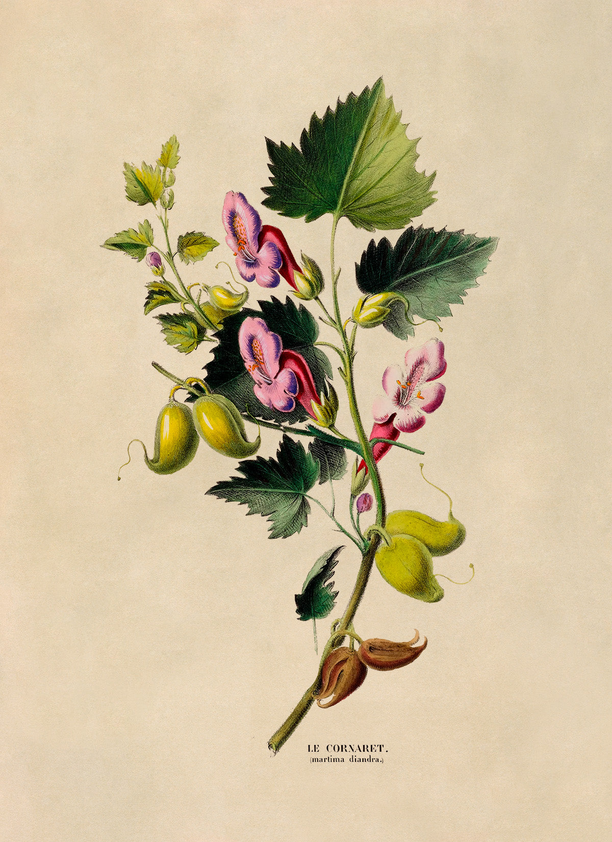 Annual Honesty Plant Botanical Illustration Print, FDA120