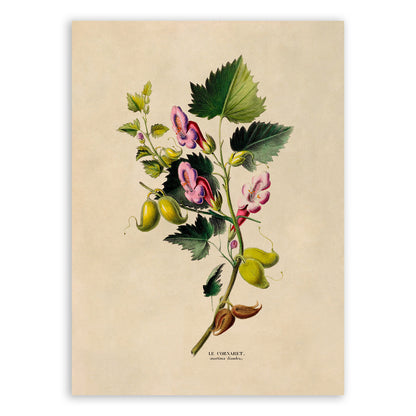 Annual Honesty Plant Botanical Illustration Print, FDA120