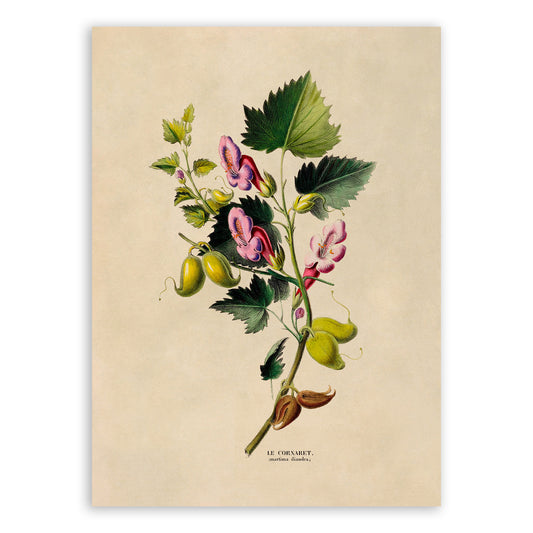 Annual Honesty Plant Botanical Illustration Print, FDA120