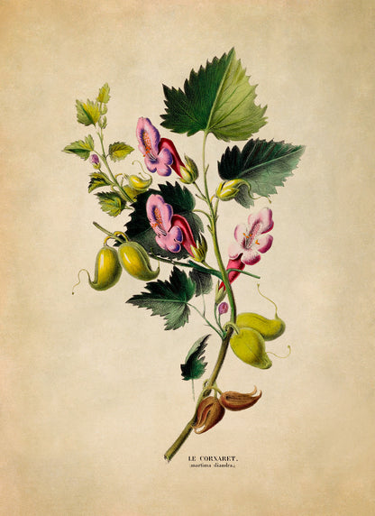 Annual Honesty Plant Botanical Illustration Print, FDA120