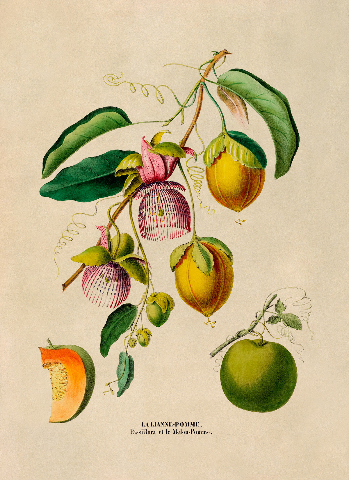 Passion Fruit Plant Botanical Illustration Print, FDA121