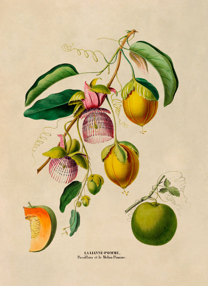 Passion Fruit Plant Botanical Illustration Print, FDA121