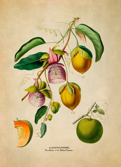 Passion Fruit Plant Botanical Illustration Print, FDA121