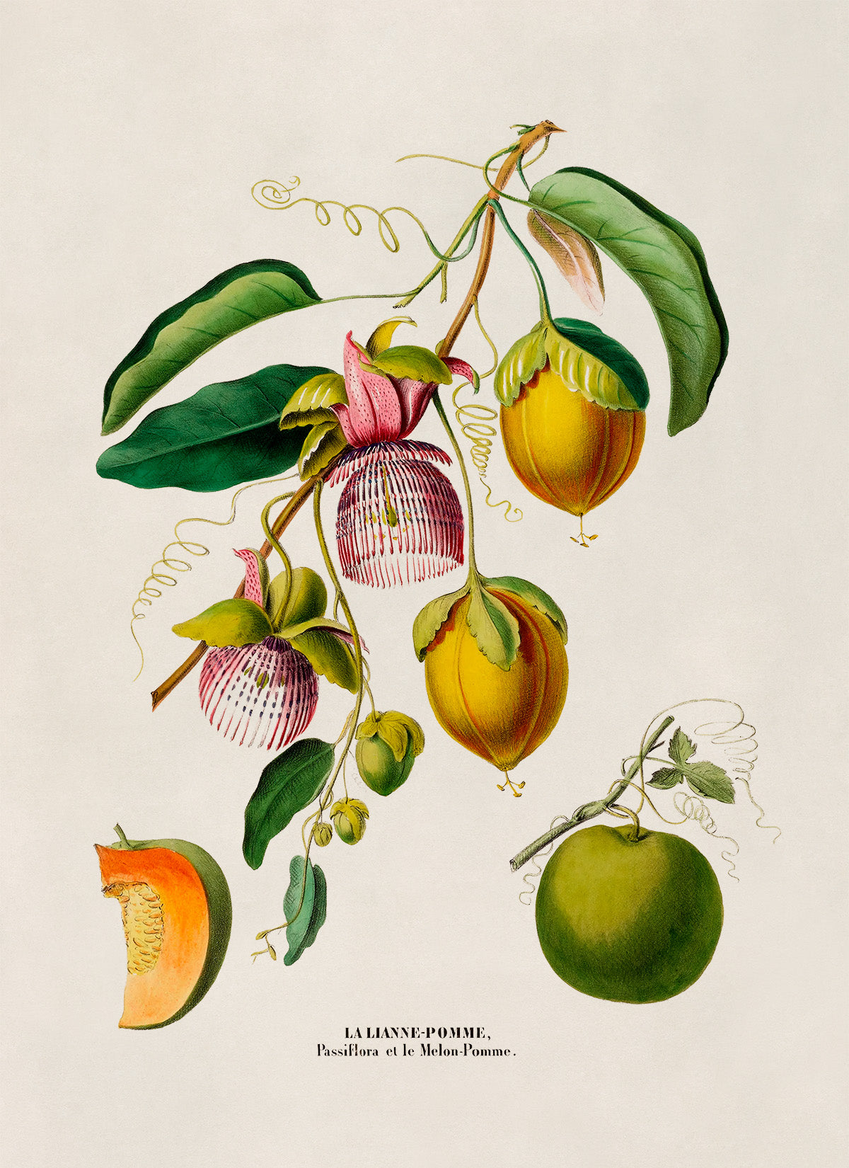 Passion Fruit Plant Botanical Illustration Print, FDA121