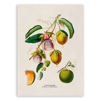 Passion Fruit Plant Botanical Illustration Print, FDA121