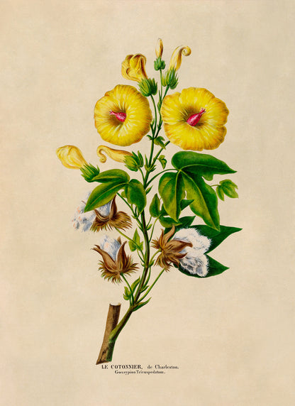 Cotton Plant Botanical Illustration Print, FDA124