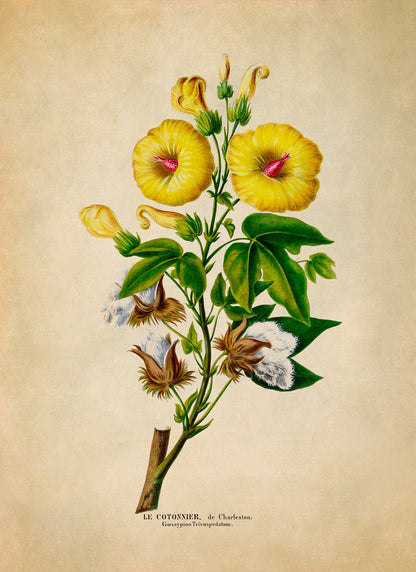 Cotton Plant Botanical Illustration Print, FDA124