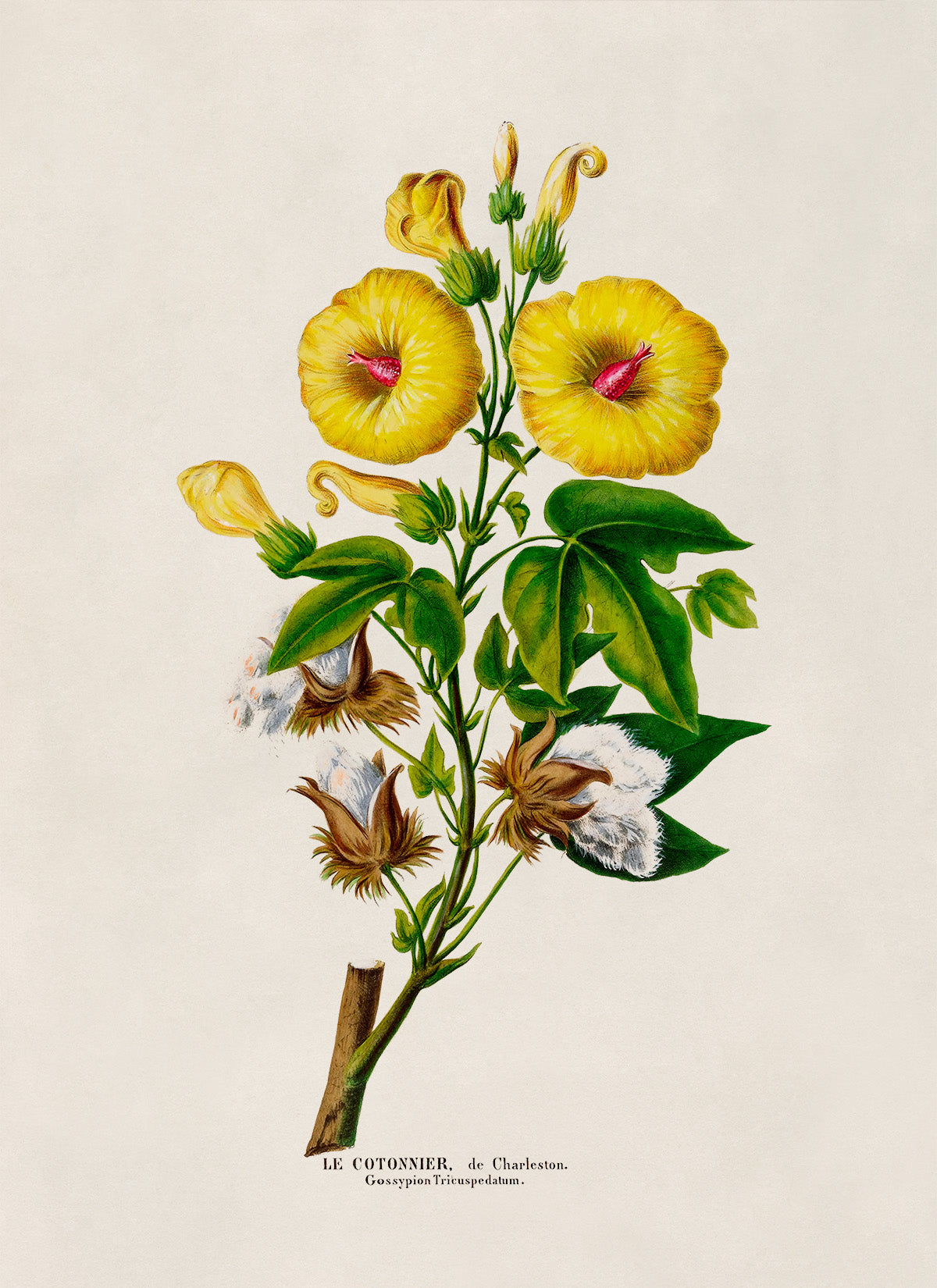 Cotton Plant Botanical Illustration Print, FDA124