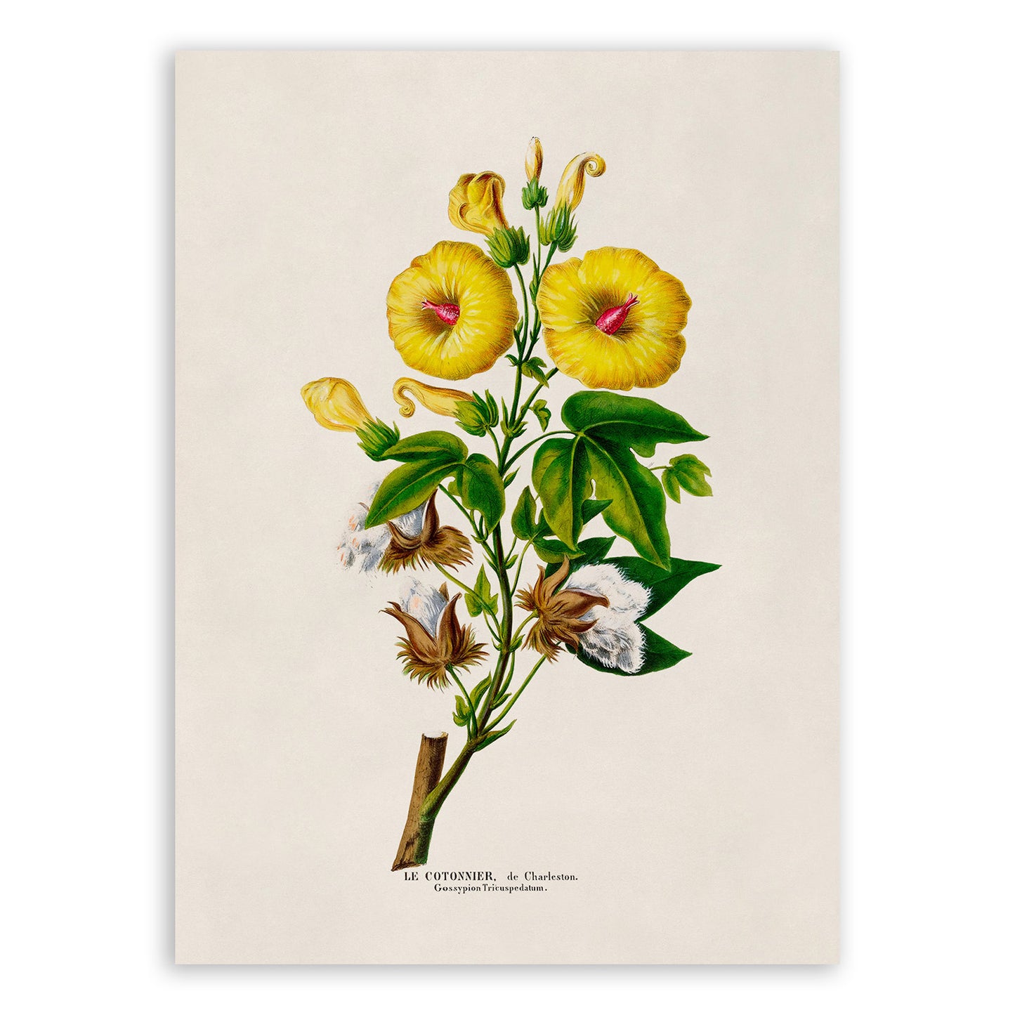 Cotton Plant Botanical Illustration Print, FDA124