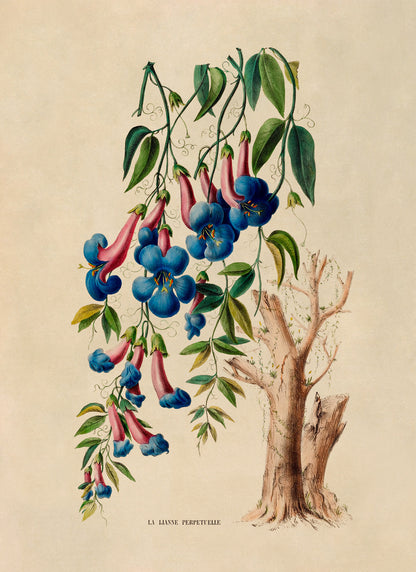 Crossvine Plant Botanical Illustration Print, FDA125