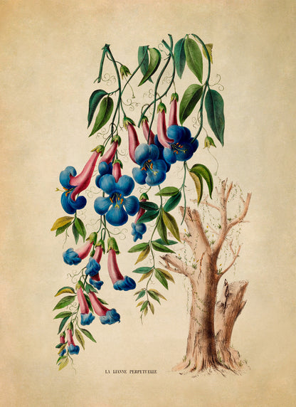 Crossvine Plant Botanical Illustration Print, FDA125