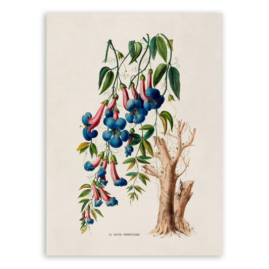 Crossvine Plant Botanical Illustration Print, FDA125