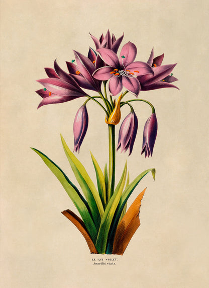 Purple Lily Flower Botanical Illustration Print, FDA127