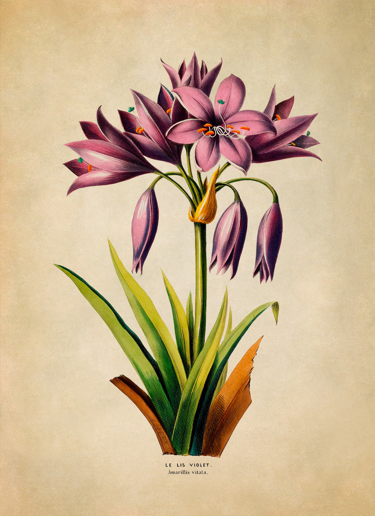 Purple Lily Flower Botanical Illustration Print, FDA127