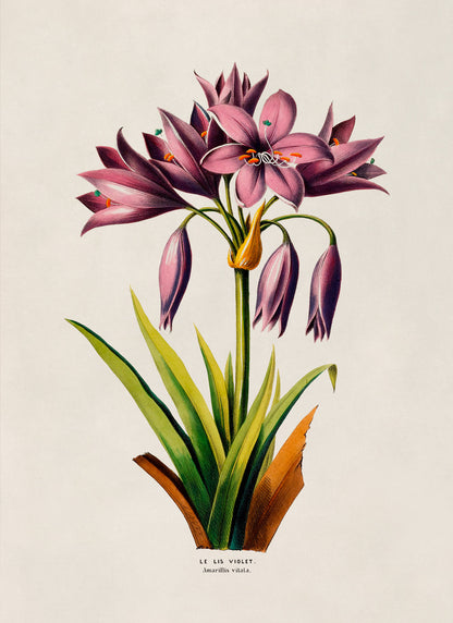 Purple Lily Flower Botanical Illustration Print, FDA127