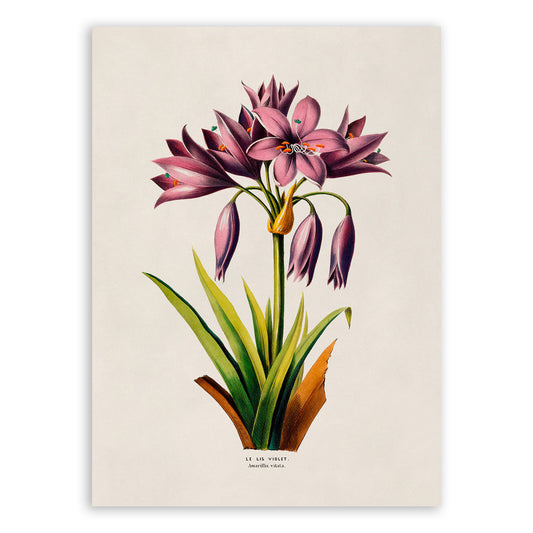 Purple Lily Flower Botanical Illustration Print, FDA127