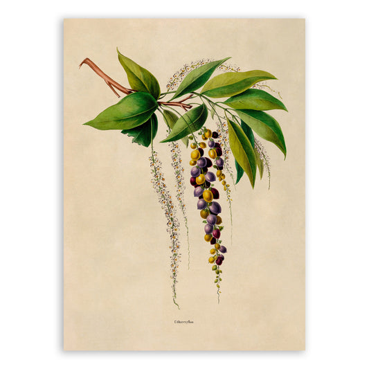 Spiny Fiddlewood Plant Botanical Illustration Print, FDA128