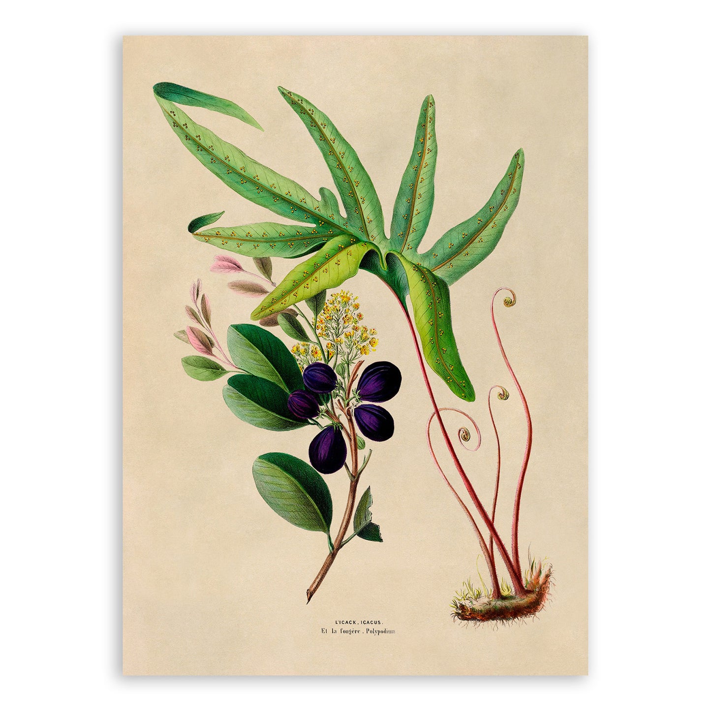 Coco Plum and Blue Star Fern Plants Botanical Illustration Print, FDA129