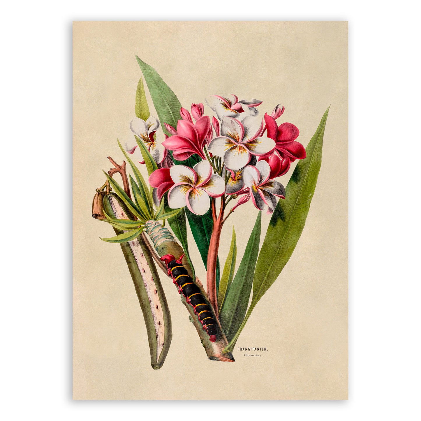 Frangipani Plumeria Flower Plant Botanical Illustration Print, FDA12