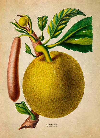 Breadfruit Tree Botanical Illustration Print, FDA130