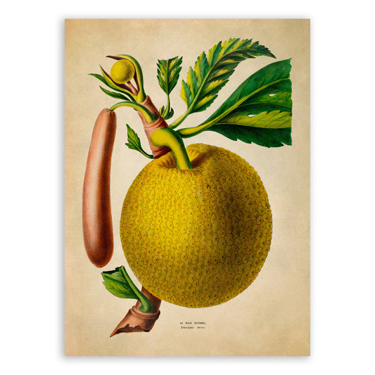 Breadfruit Tree Botanical Illustration Print, FDA130