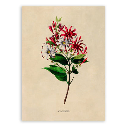 Jasmine Flower Botanical Illustration Print, FDA131