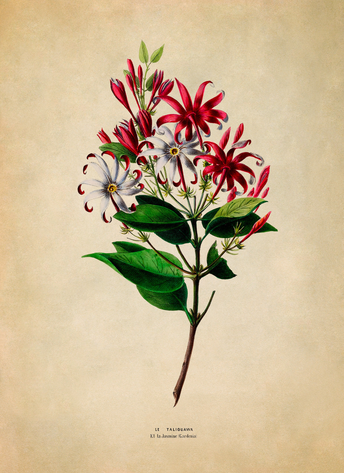 Jasmine Flower Botanical Illustration Print, FDA131