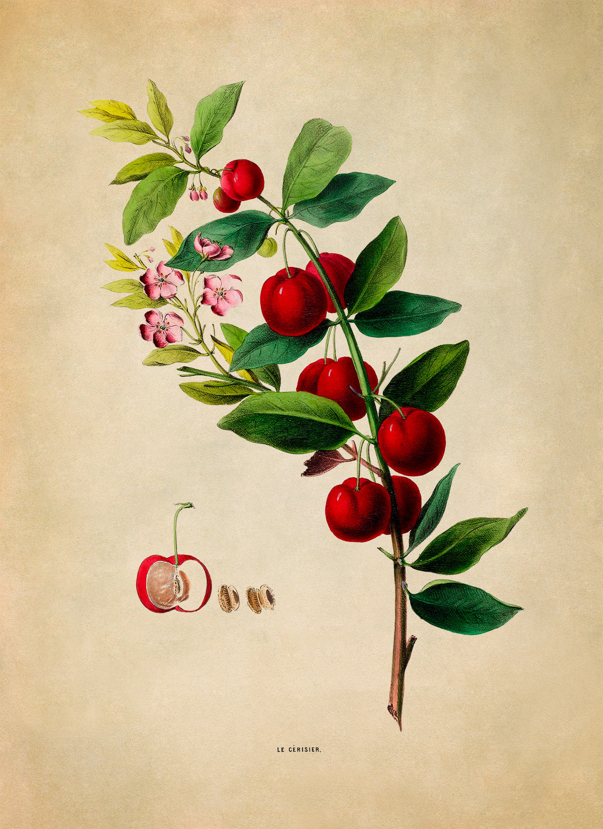 Cherry Tree Botanical Illustration Print, FDA132